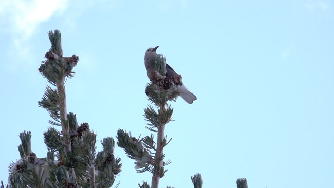 Clark's Nutcracker perched in top of whitebark pine tree