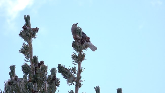 Clark's Nutcracker Clark's Nutcracker perched in top of whitebark pine tree