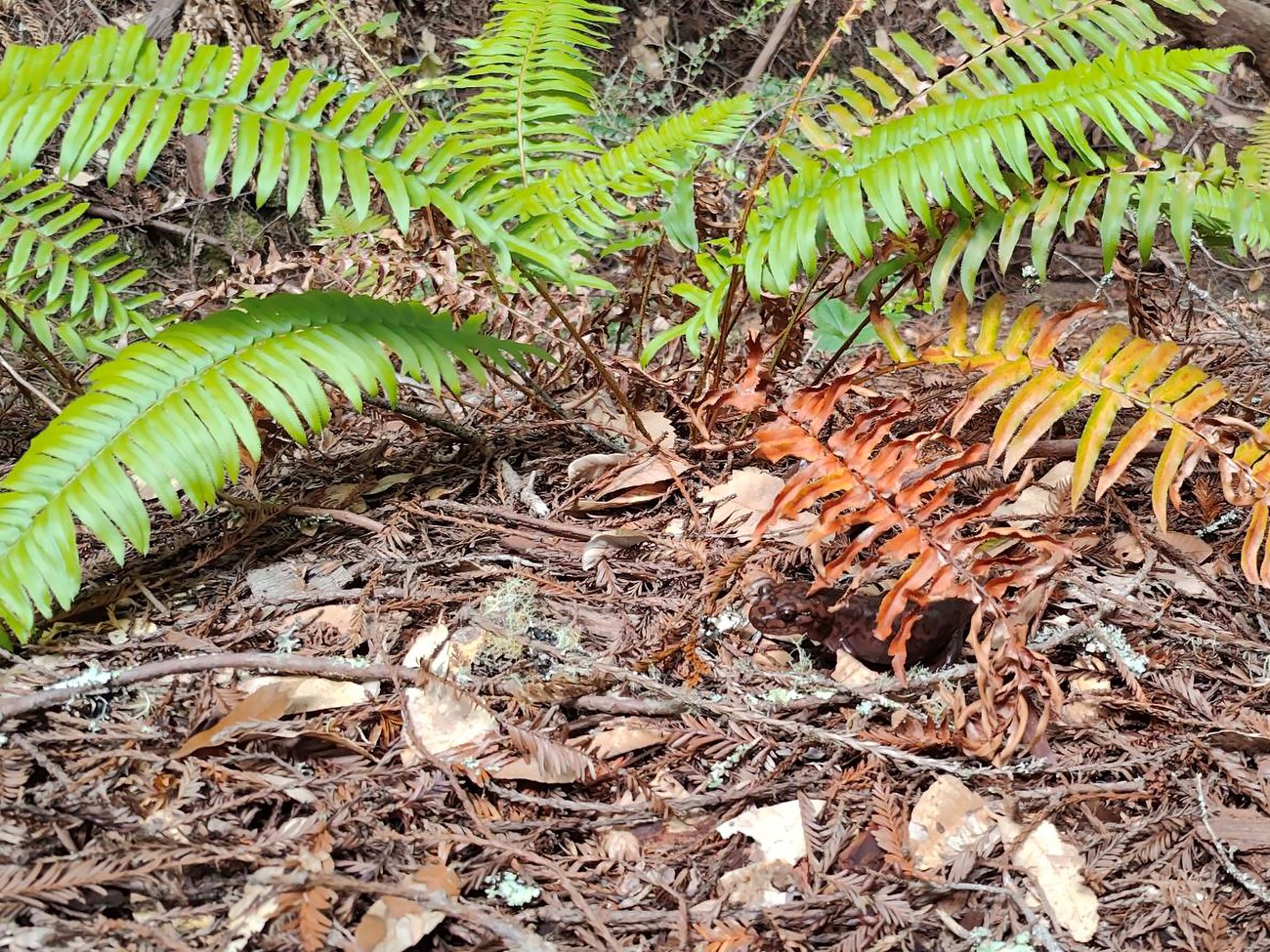 California giant salamander Large, well-camouflaged salamander in the leaf litter beneath some yellowing fern fronds.