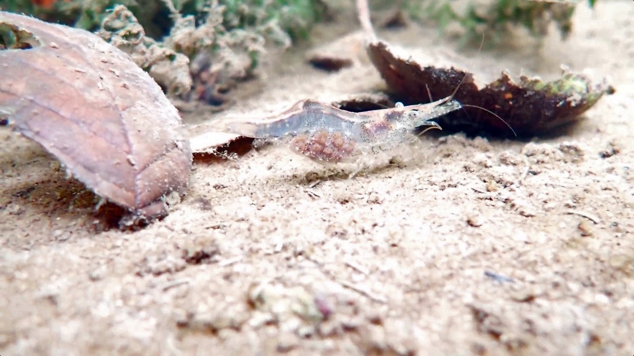 Small translucent shrimp between fallen leaves on a silty creek bed. We can see dozens of tiny, orange-ish eggs inside her abdomen.