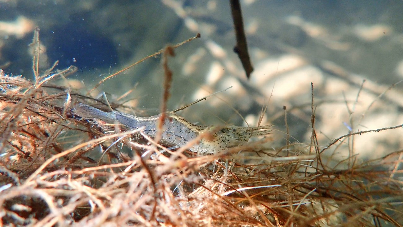California freshwater shrimp A small translucent shrimp with tiny black speckles and a yellow stripe running down its back is tricky to spot atop a cluster of plant material underwater.