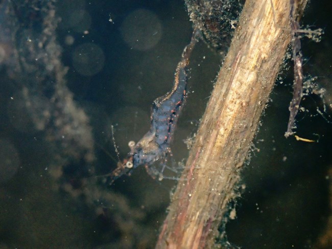 Small, nearly translucent shrimp walking on a small stick underwater.