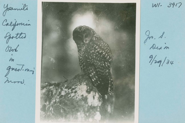 Historical photo from 1934 of a brown owl with white spots on body. Text written next to photo reads, "Yosemite California spotted owl in questioning mood."