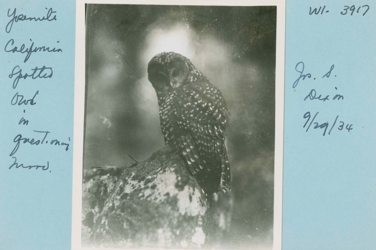 1934 photo of California spotted owl in Yosemite National Park. Historical photo from 1934 of a brown owl with white spots on body. Text written next to photo reads, "Yosemite California spotted owl in questioning mood."