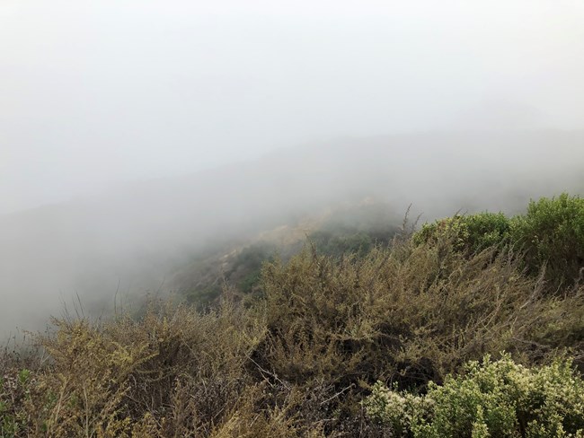 CABR fog landscape fog rolls over the Cabrillo landscape