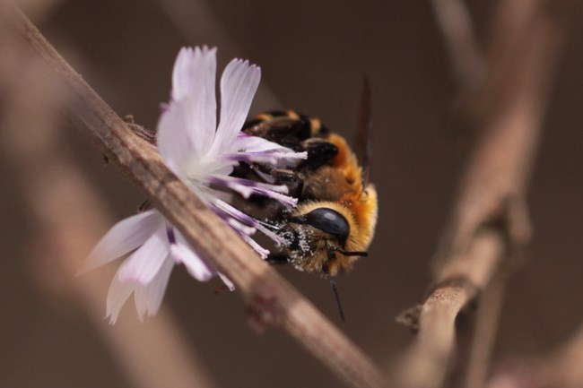 Close up shot of Anthrophora urbana clementina. A bee species endemic to San Clemente Island