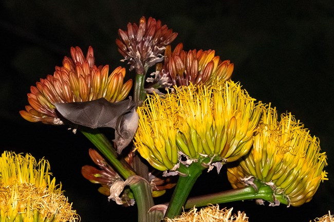A bat flying by agave.