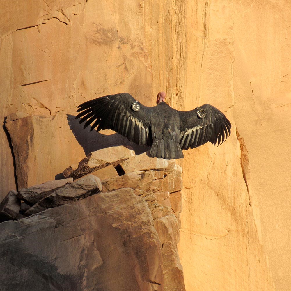 With wings fully outstretched, a California condor with wing tags that read, "E3" is perched on a rocky ledge against a sheer sandstone cliff.