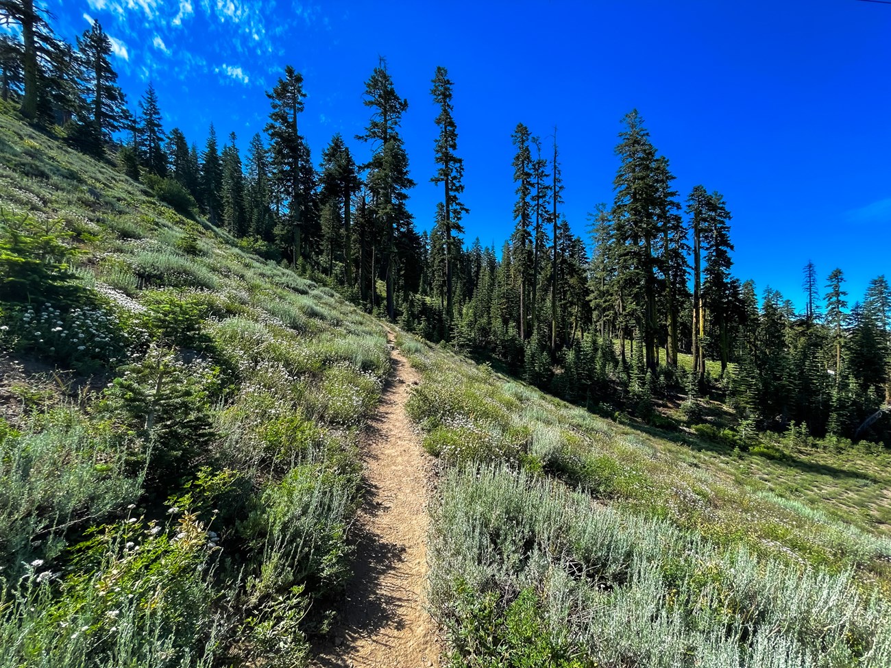 A hiking trail cuts across a steep grassy incline