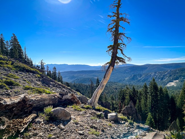 Rocky landing at the top of a mountain overlooking a valley filled with tall pine trees