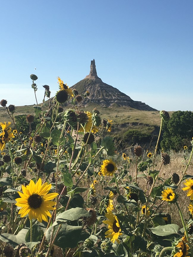 A field of sunflowers in front of a distant chimney-shaped rock pillar.