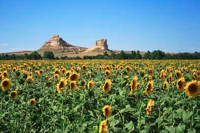 A field of sunflowers with two distant large rock monoliths.