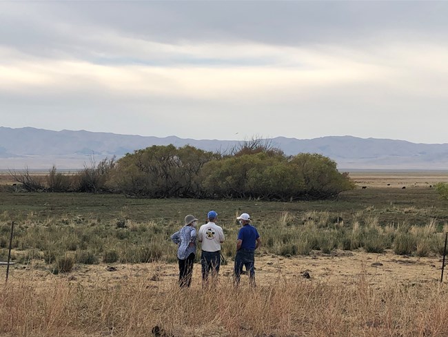 People stand looking at a large shrub in a desert setting.