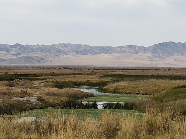 Looking out across a wetland area with distant desert mountains.