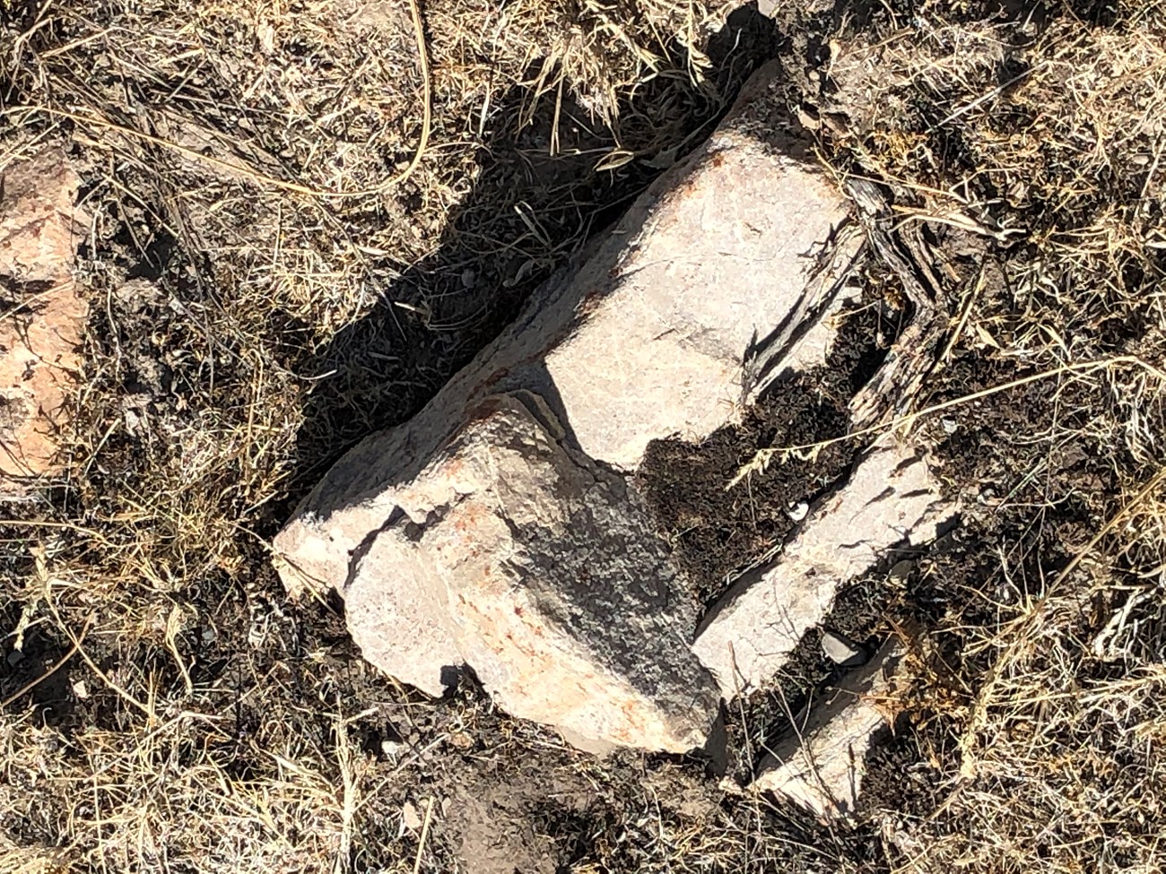 A few medium sized white rocks.
