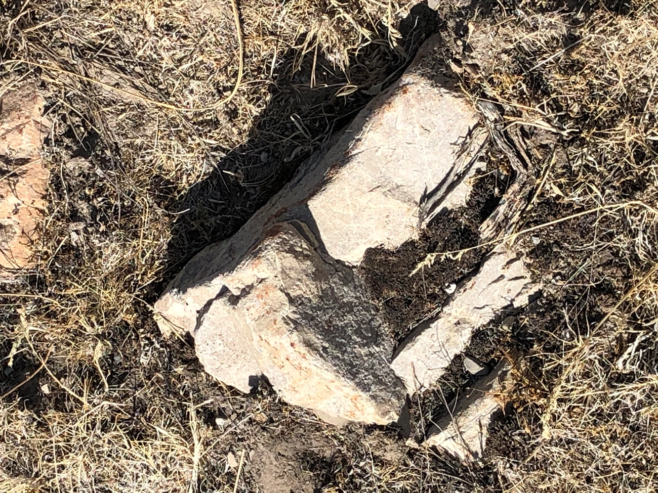 A few medium sized white rocks.