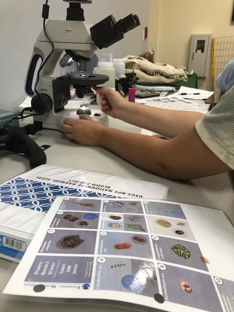 a person uses a microscope to identify phytoplankton using a key that is also pictured