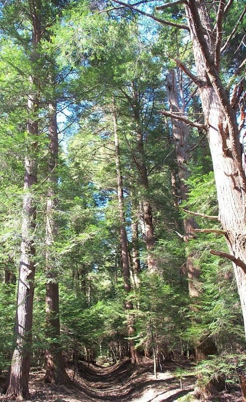 Dirt path leading through tall trees