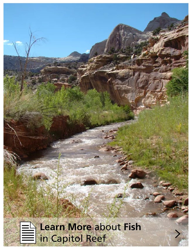 Click here to learn more!! A stream bordered with green vegetation; rock formations in the background.