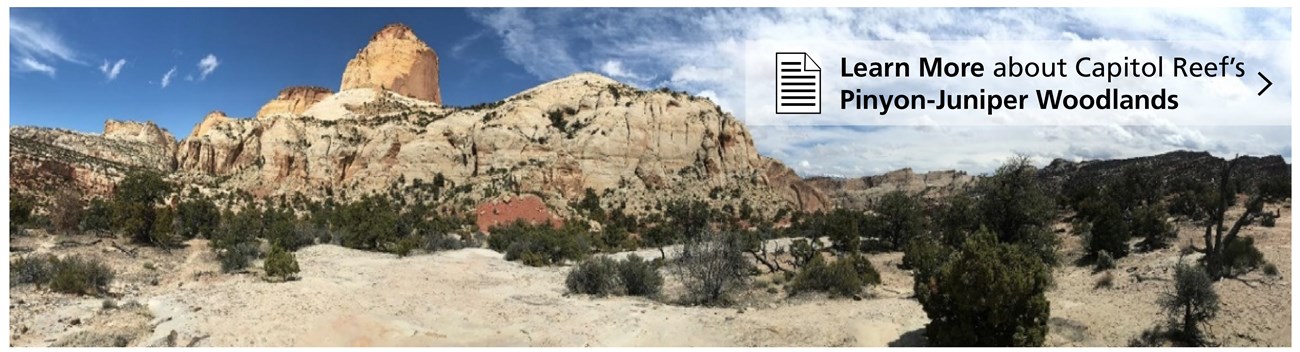 Click here to learn more! View of tan rock features and scattered, green pinyon-juniper vegetation under a blue sky.