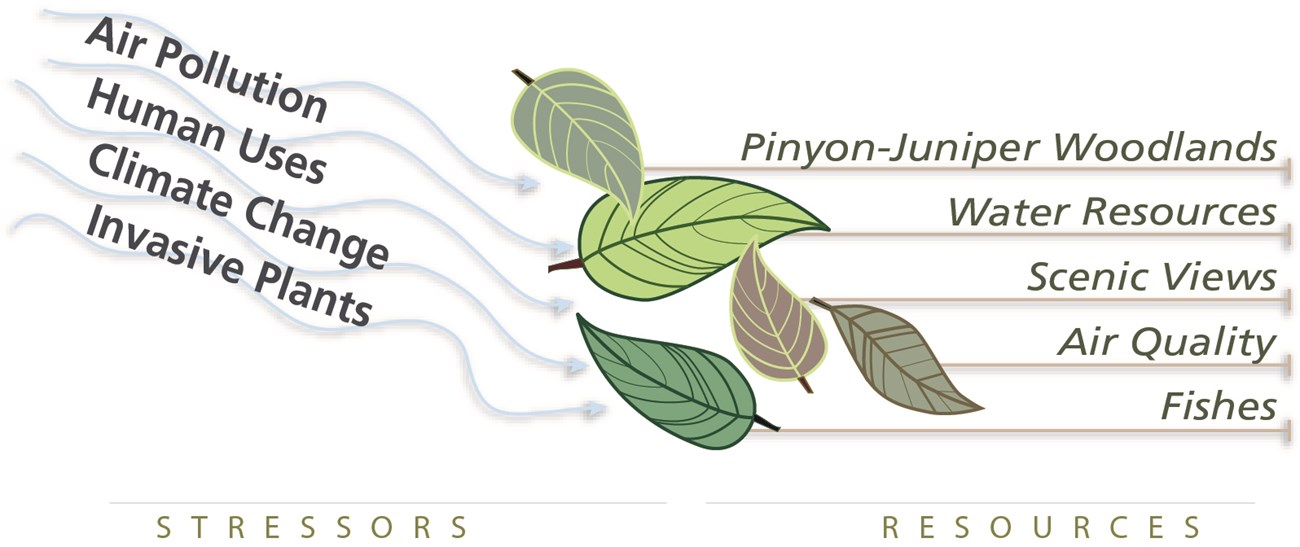CARE NRCA drivers resources Illustration of example resources as leaves being blown around by stressors of wind.