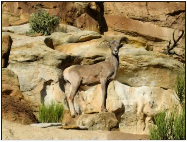 Bighorn sheep in Capitol Reef A sheep standing on a rocky hillside and blending in well with its background