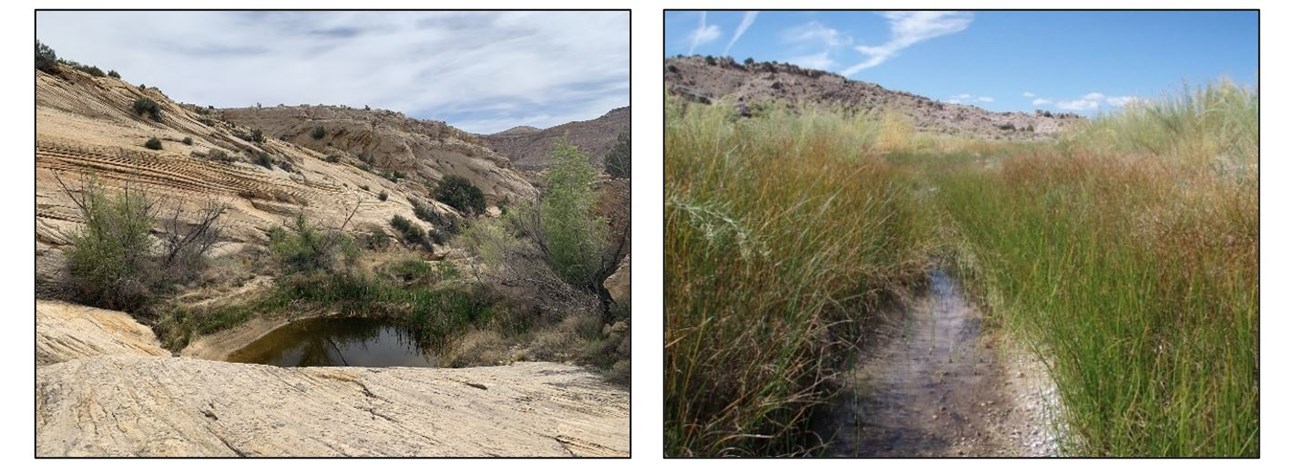 left: A rocky hillside with a small pool of water and some shrubby plants nearby. Right: A shallow spring running through the middle of the photo with dense plants on either side. left: A rocky hillside with a small pool of water and some shrubby plants nearby. Right: A shallow spring running through the middle of the photo with dense plants on either side.