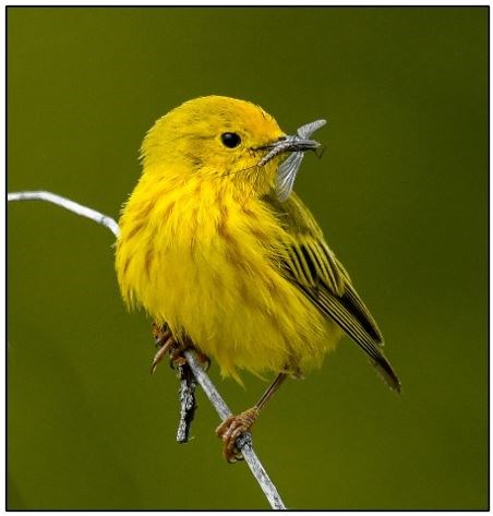 yellow warbler A bright yellow bird perched on a thin branch.