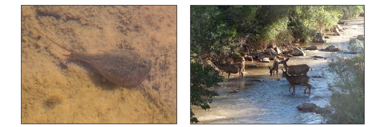 Photo of a tadpole shrimp showing its oval-shaped carapace, slender abdomen, and forked tail. Right photo: A small group of deer standing in a rocky stream with shrubs/trees along the slides. Photo of a tadpole shrimp showing its oval-shaped carapace, slender abdomen, and forked tail. Right photo: A small group of deer standing in a rocky stream with shrubs/trees along the slides.