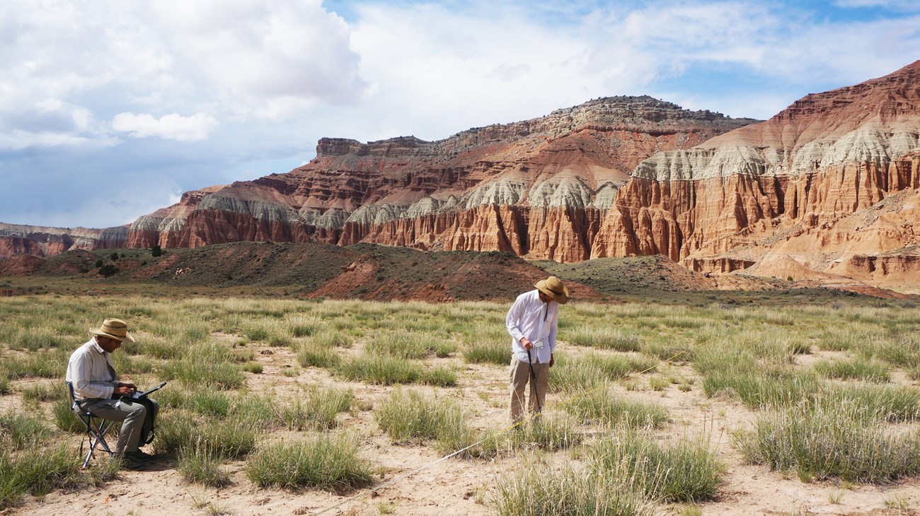 Canopy gap sampling in Capitol Reef National Park Two field technicians record observations along a white transect tape on sandy ground dotted with shrubs.