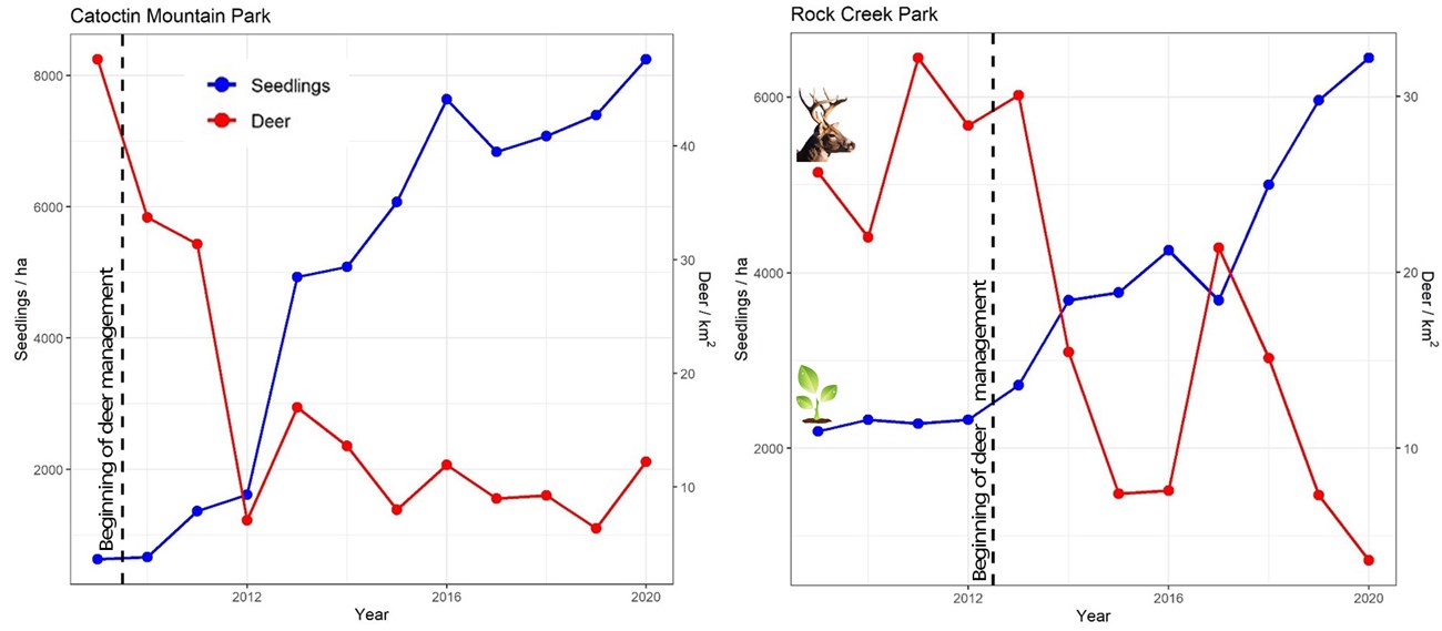 deer-seedlings graph