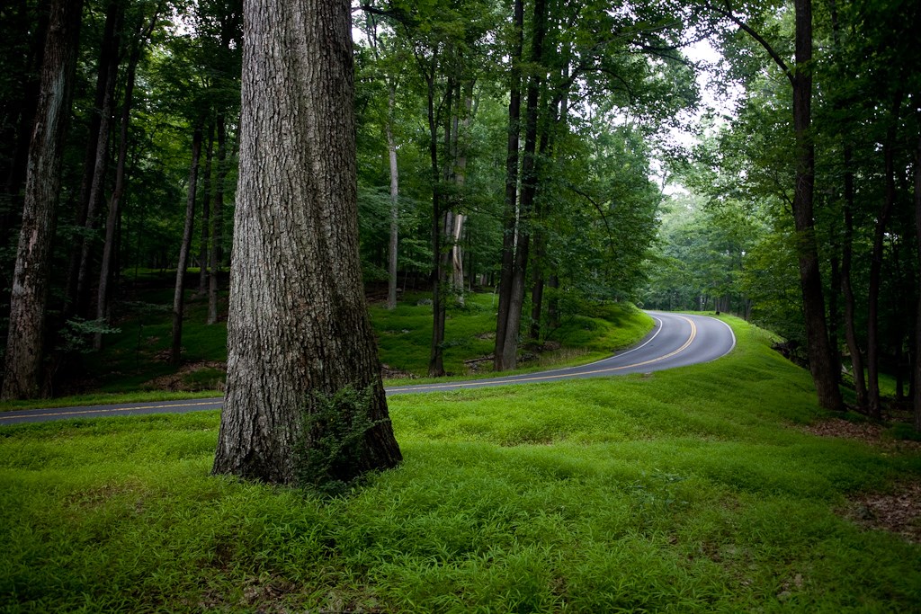 A road winds through a shady forest carpeted with invasive Japanese stiltgrass.