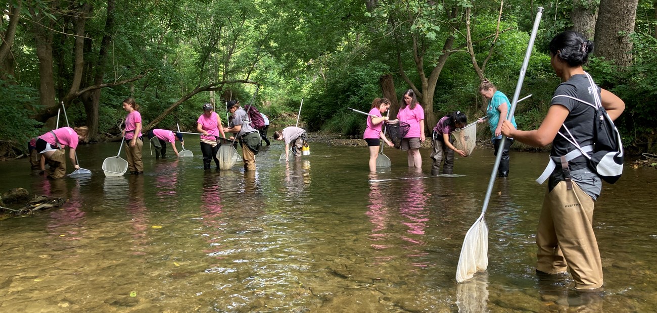 Crayfish Corps in Valley Creek a group of people stand in a shallow creek wearing rubber boots and dipping nets into the water