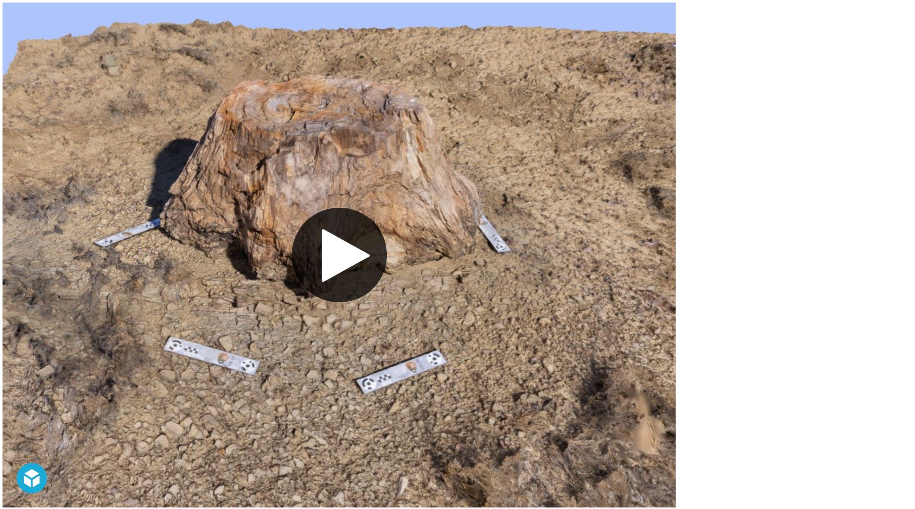 Petrified Tree stump (U.S. National Park Service)
