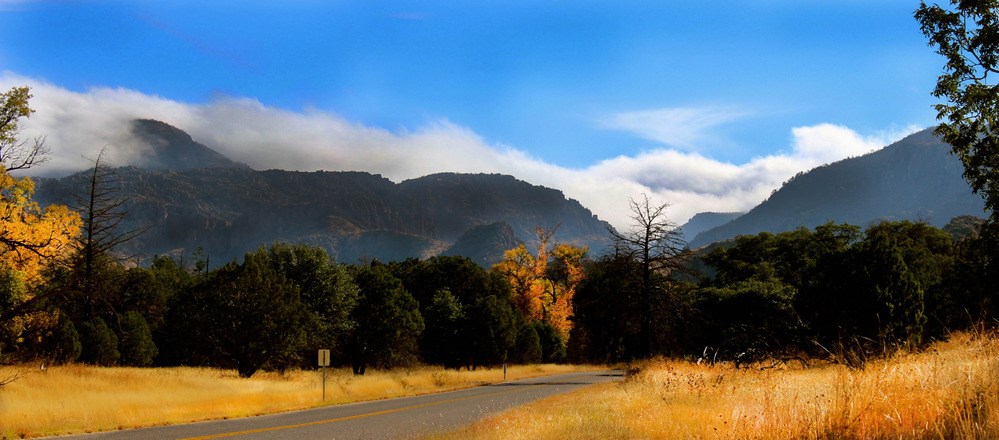 CHIR Bonita Canyon Drive Road leading through a thick line of trees towards a mountain range