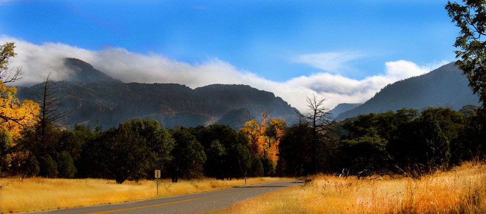 Road leading through a thick line of trees towards a mountain range