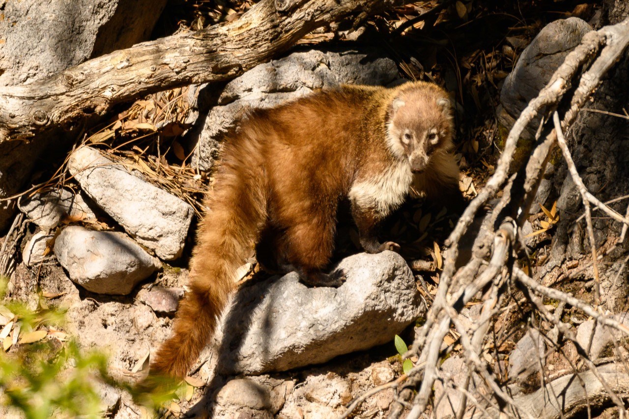 A coatimundi