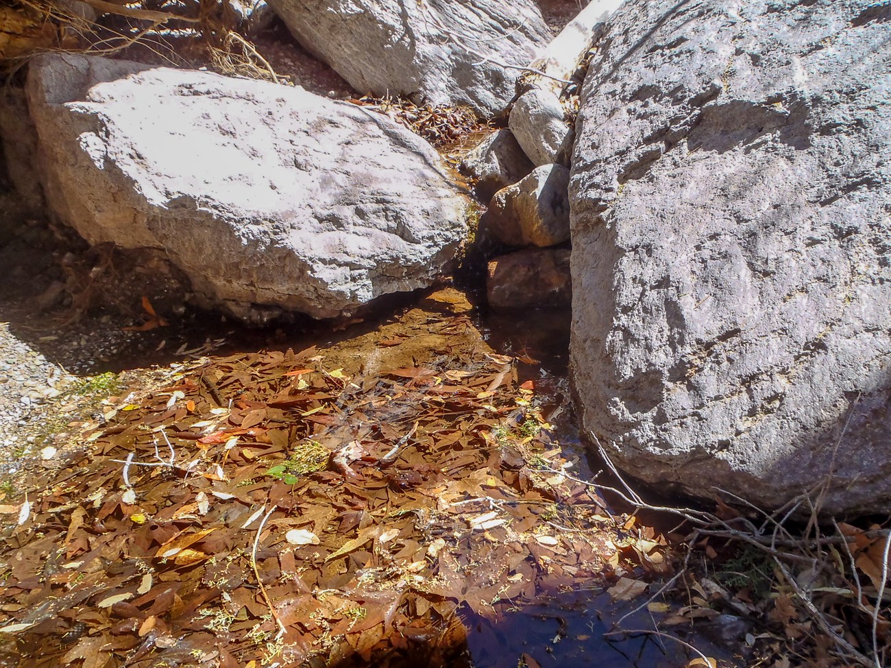 Between three white boulders emerges a wide pool of water. Brown leaves cover the bottom of the pool.