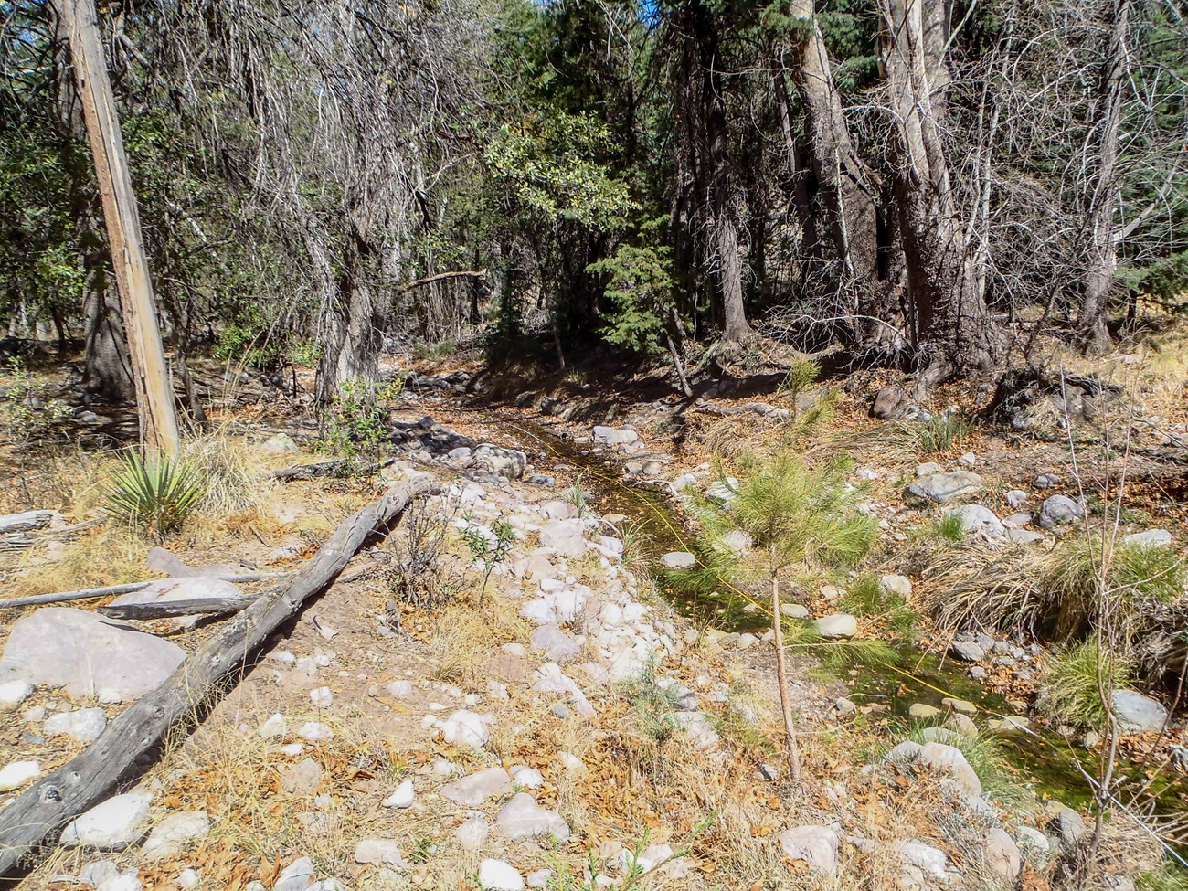 A long, narrow spring travels between trees and into an open area. Green vegetation and white rocks line the spring’s path.