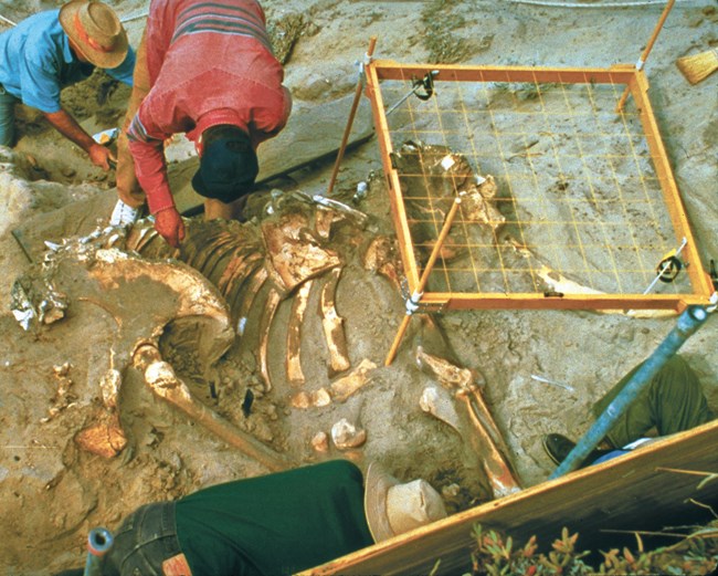 CHIS MAMMOTH photo 3 people working on a fossil excavation with bones exposed