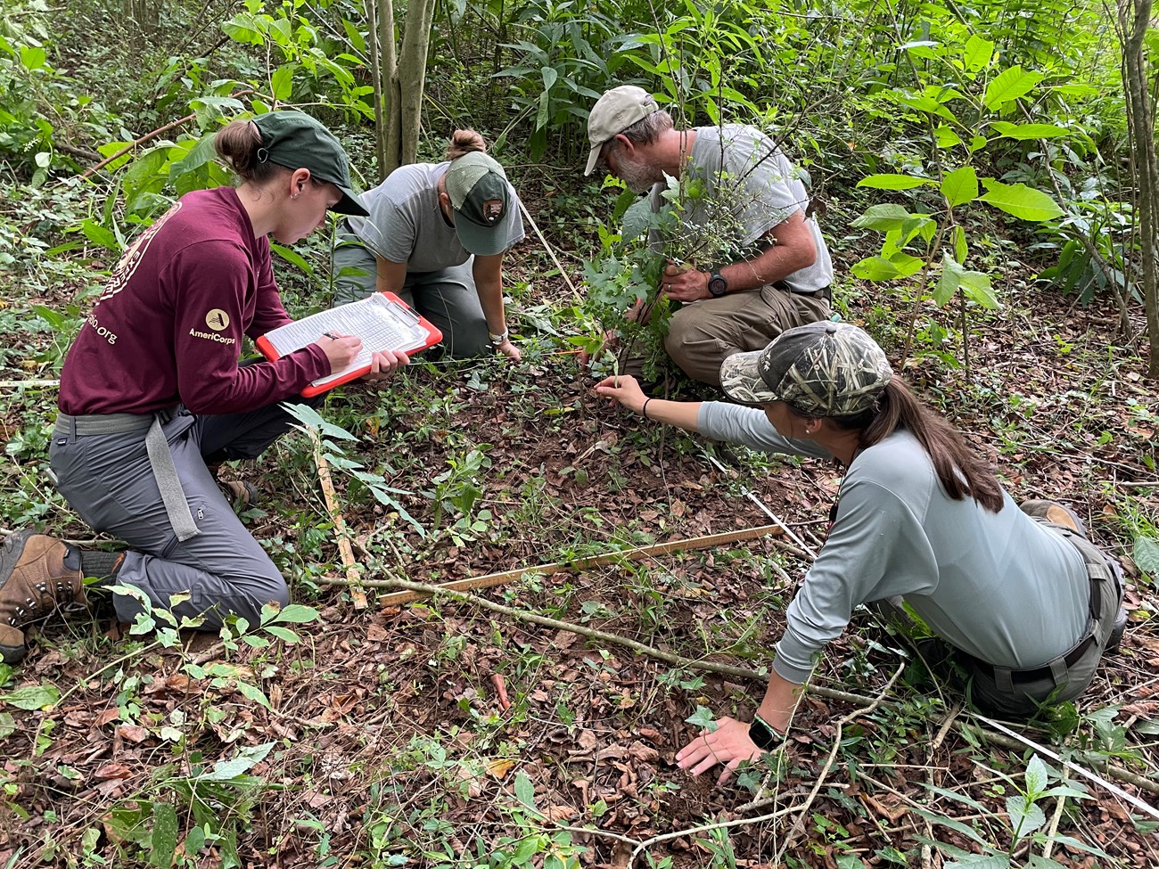 Four people sitting and kneeling on the ground looking at plants in a small box lined with meter sticks.