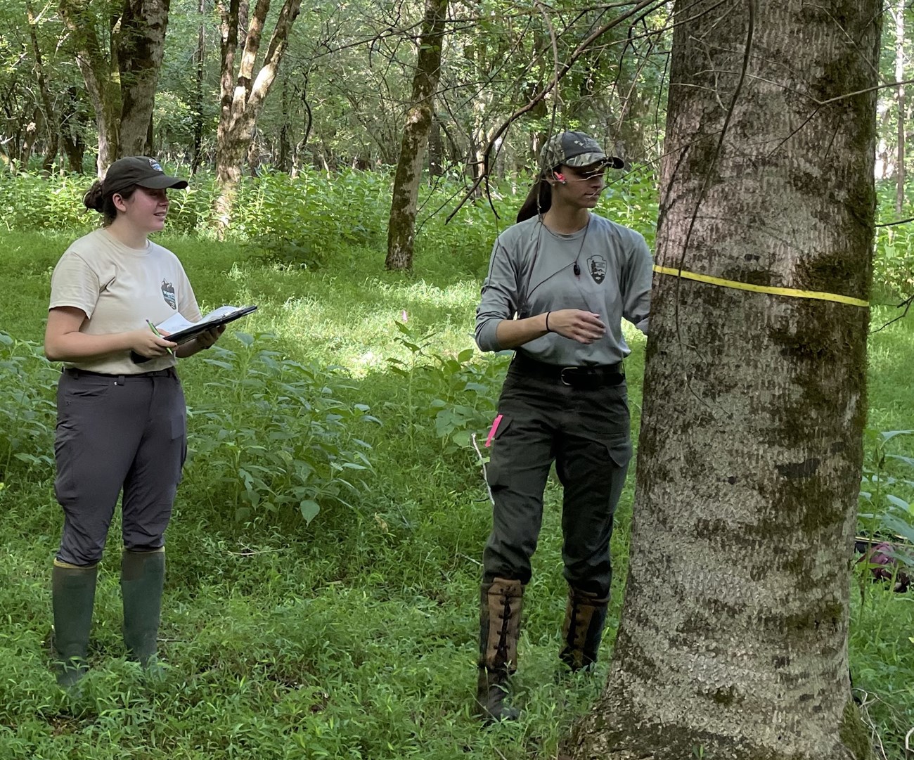 Person with a clipboard and another wrapping a measuring tape around a tree