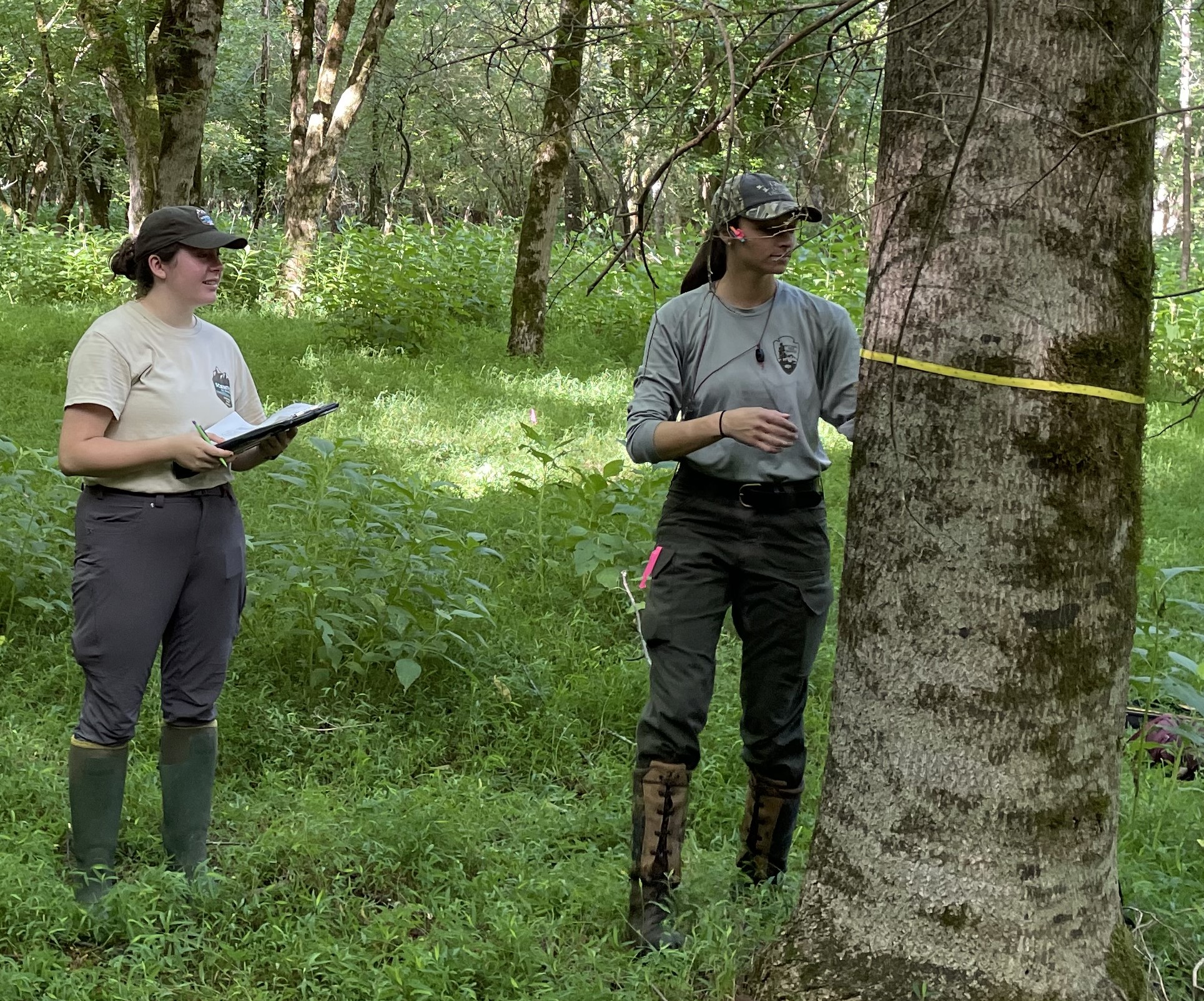 Woman holding a clipboard and another woman measuring the trunk of a tree