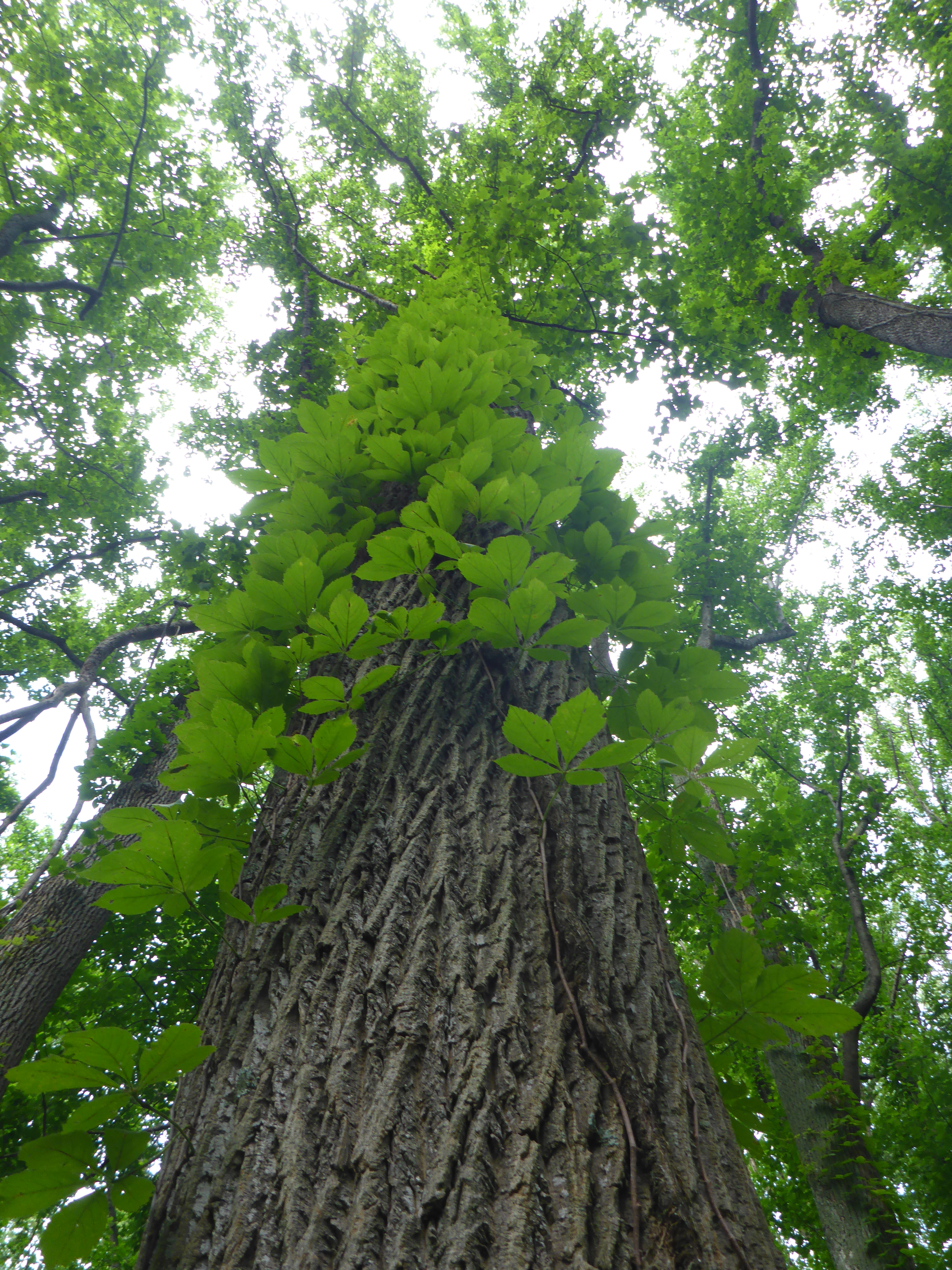 Vines on Trees at Forest Edges (U.S. National Park Service)