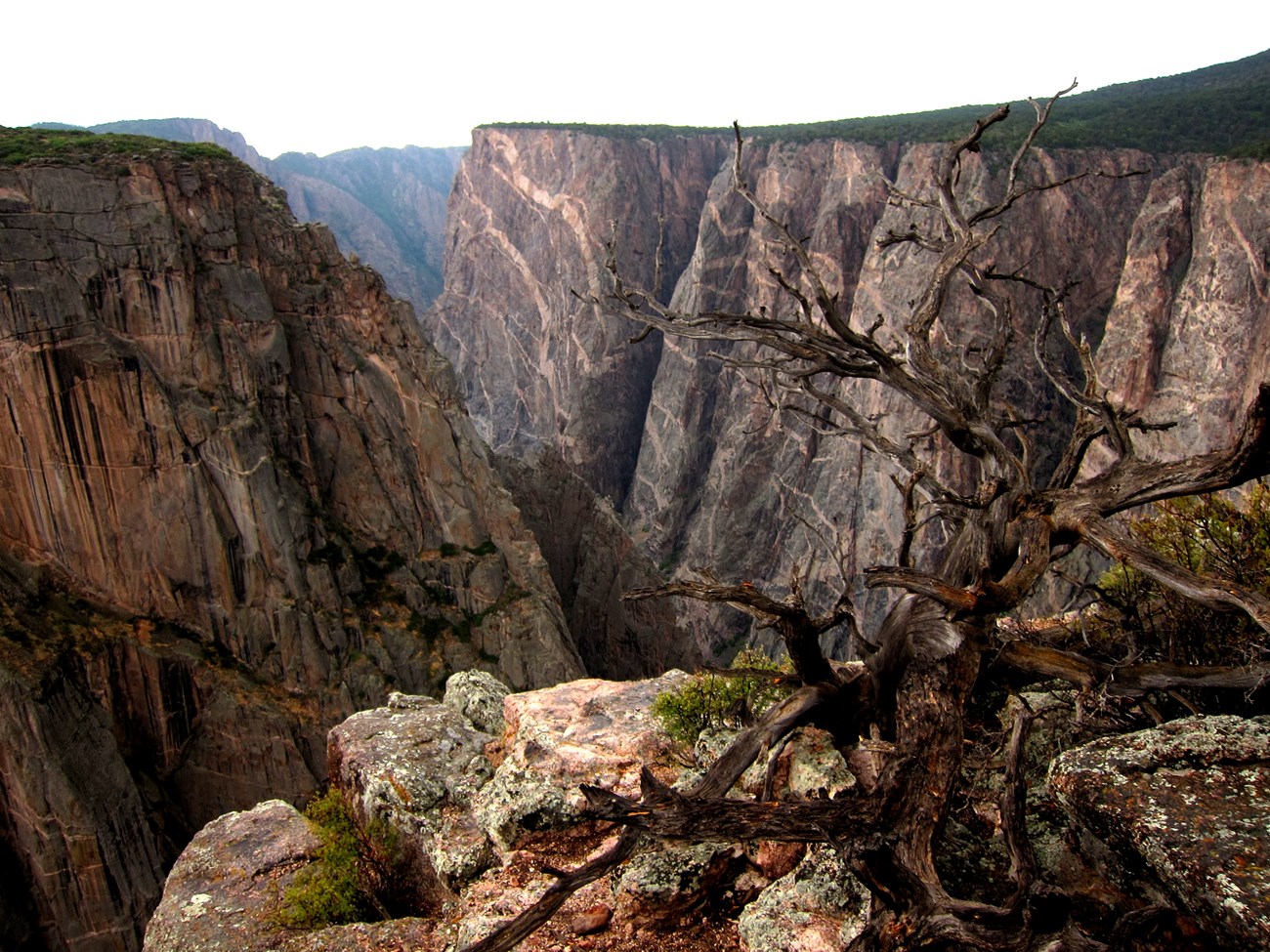 Sheer, dark canyon walls descend steeply into Black Canyon of the Gunnison, with a weathered dead tree in the rocky foreground.