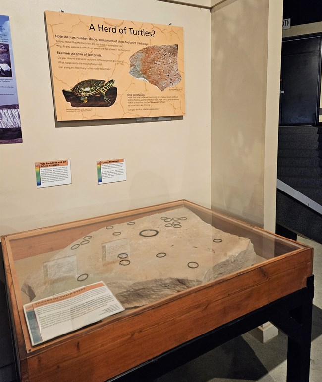 Photo of a museum fossil display.
