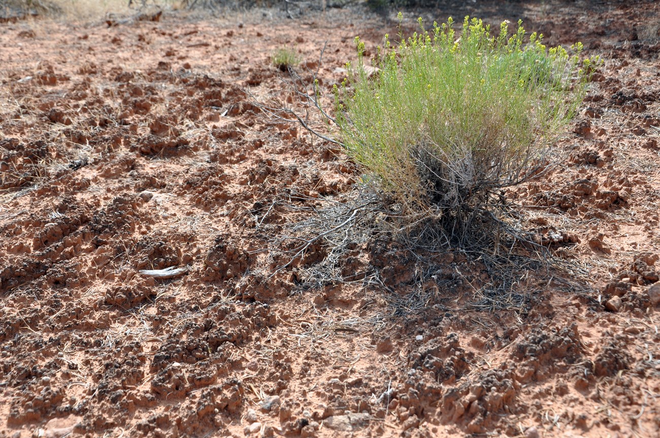black and knobby biological soil crust forms on the ground with a desert bush