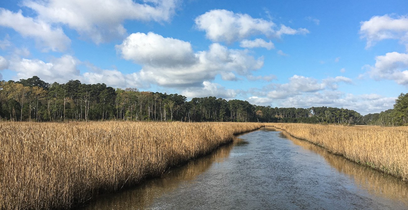 a crrek cuts between tall golden marsh grass under blue skies and puffy white clouds