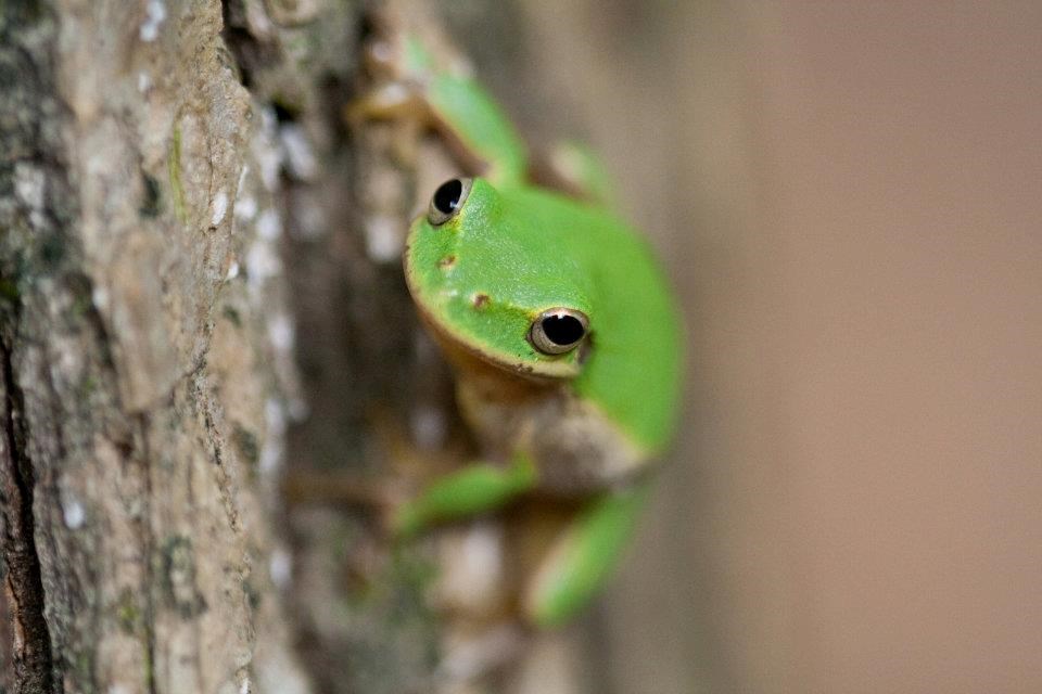 CONGA Amercian Green Tree Frog NPS Green frog looking straight at the camera on a tree.