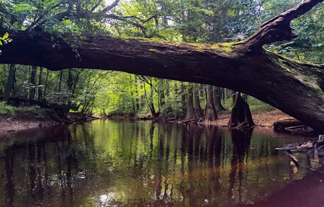 tree leans over a creek